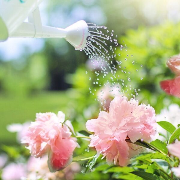 watering g76f33ad7d 1920
